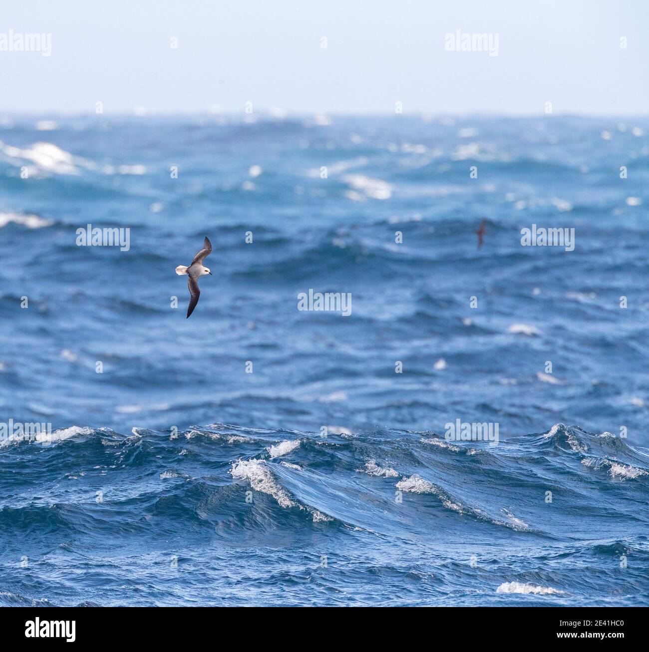 Petrel a testa bianca (Pterodroma lessonii), che sorvola l'oceano pacifico meridionale, la Nuova Zelanda, le isole di Auckland Foto Stock