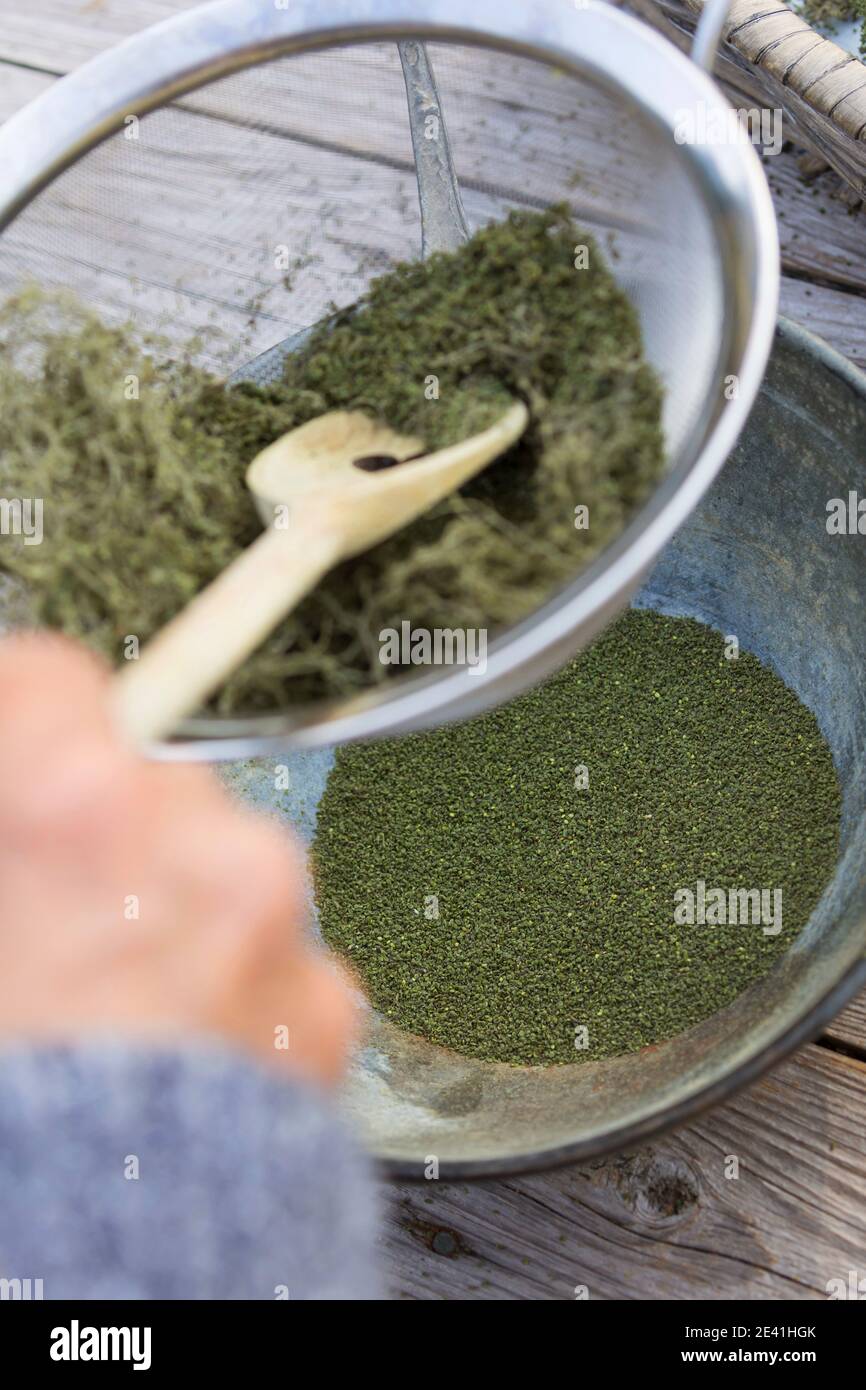 Ortica di pungitura (Urtica dioica), i semi essiccati sono setacciati attraverso un setaccio di cucina, pulito, Germania Foto Stock