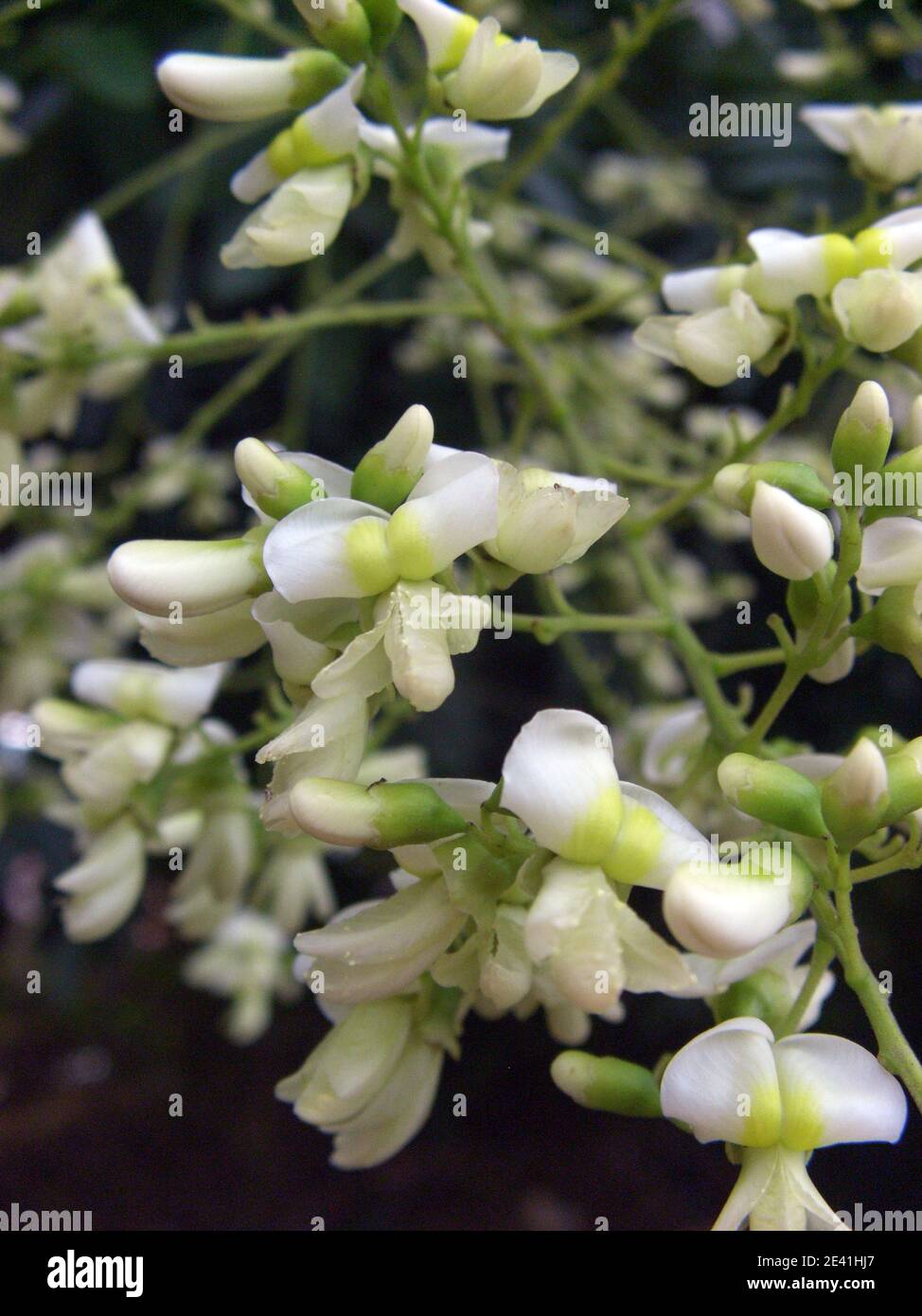 Pagoda giapponese (Styphnolobium japonicum, Sophora japonica), fiori Foto Stock