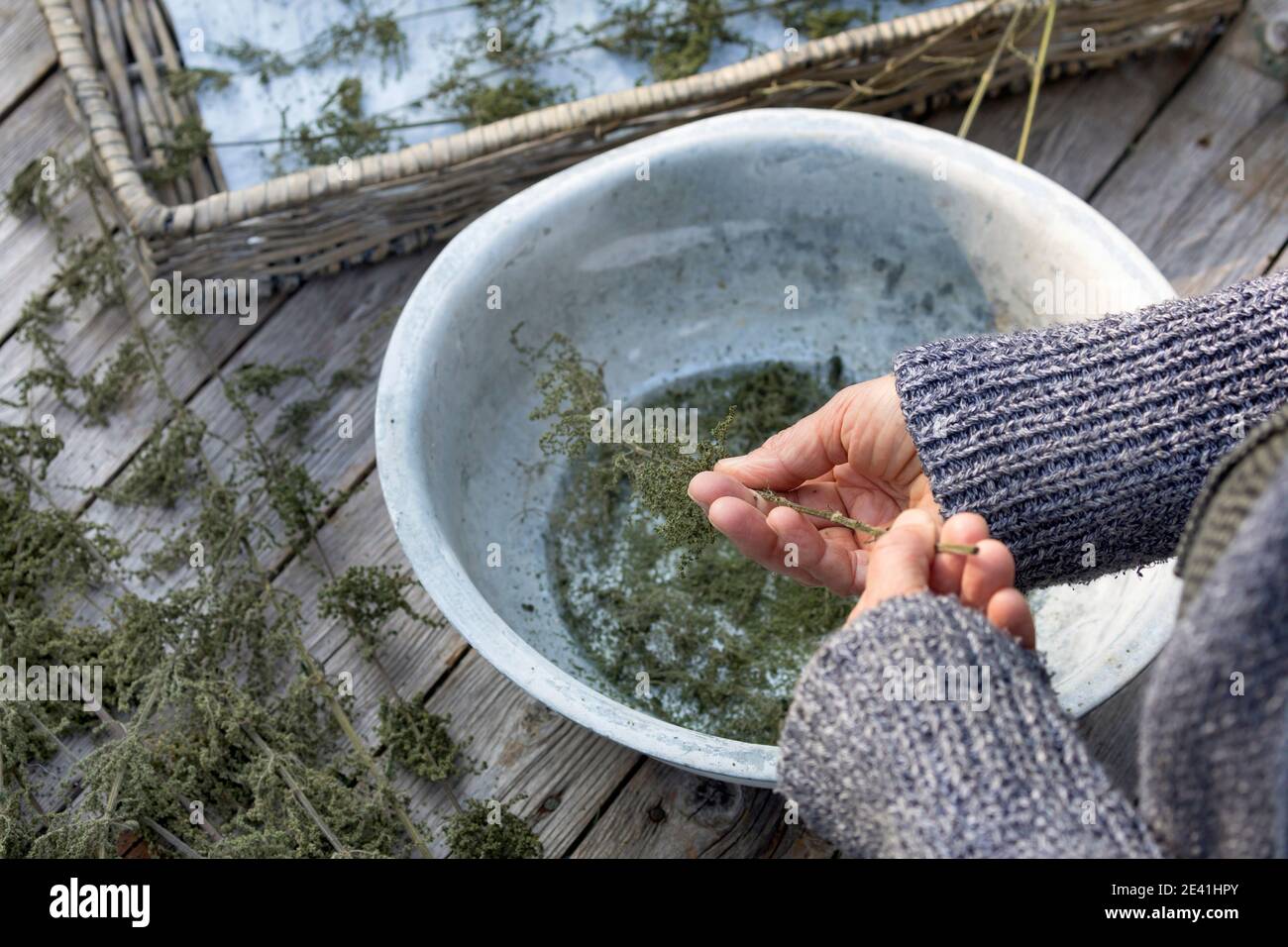 Ortica pungente (Urtica dioica), i semi sono spogliati dai gambi secchi, Germania Foto Stock