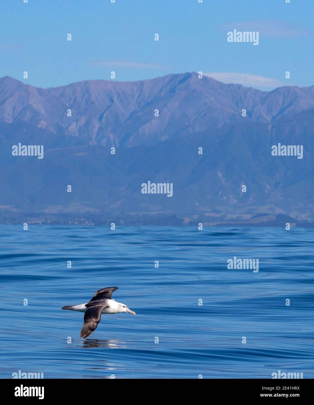 Albatross (Thalassarche Steadi, Thalassarche cauta Steadi) con tetto bianco, adulto che scivola verso il basso sulla superficie del Sud Pacifico, montagne nel Foto Stock