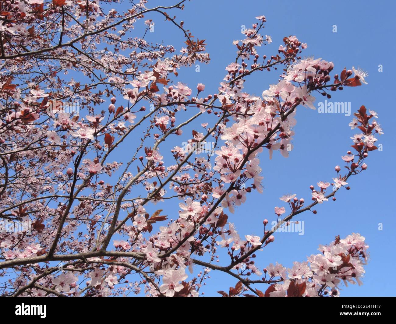 Prugna di ciliegia, prugna di Myrobalan (Prunus cerasifera 'Nigra', Prunus cerasifera Nigra), rami in fiore Foto Stock