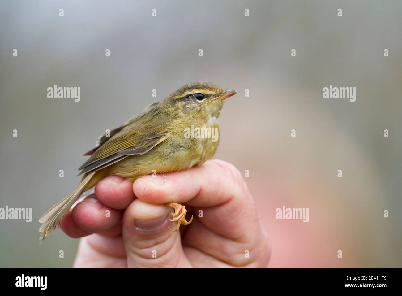 Il guerriera di radde (Phylloscopus schwarzi), il primo inverno catturato in una mano, Germania Foto Stock