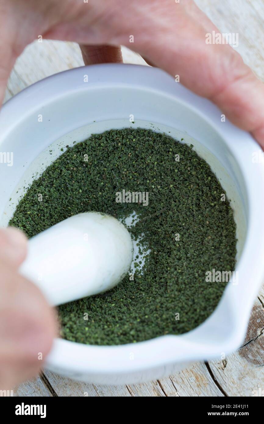 Ortica pungente (Urtica dioica), semi sono frantumati in un mortaio, Germania Foto Stock