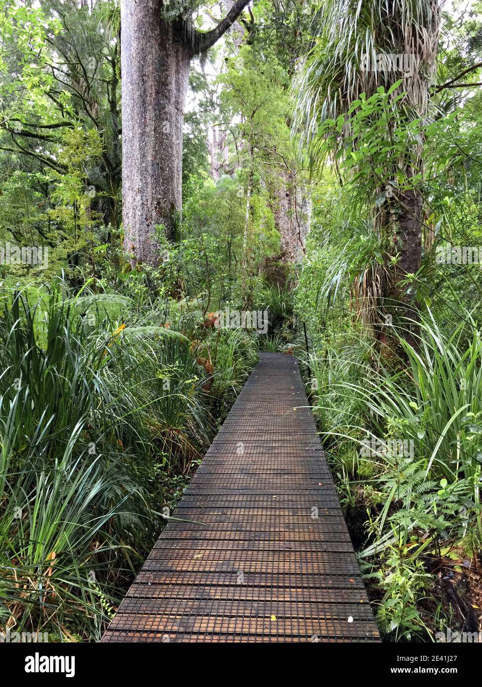 Kauri Pine (Agathis australis), passeggiata lungo la foresta di Waipoua con enorme Kauri in piedi accanto al sentiero, Nuova Zelanda, Isola del Nord, Foto Stock