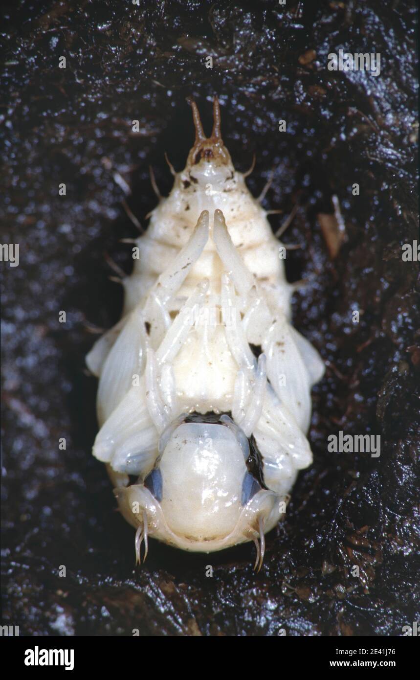 Più grande coleottero d'argento, grande coleottero d'acqua nera, grande coleottero d'acqua d'argento, coleottero d'acqua diving (Hydrophilus piceus, hydrate piceus), pupa, giusto Foto Stock