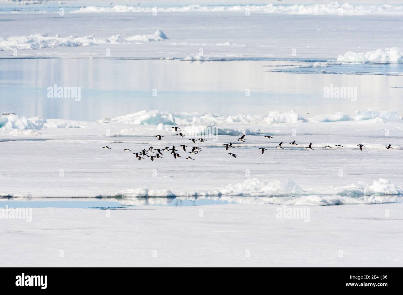 guillemot di Bruennich (Uria lomvia), gregge di Murres a punta che volano in basso sopra il ghiaccio di deriva, Norvegia, Svalbard Foto Stock