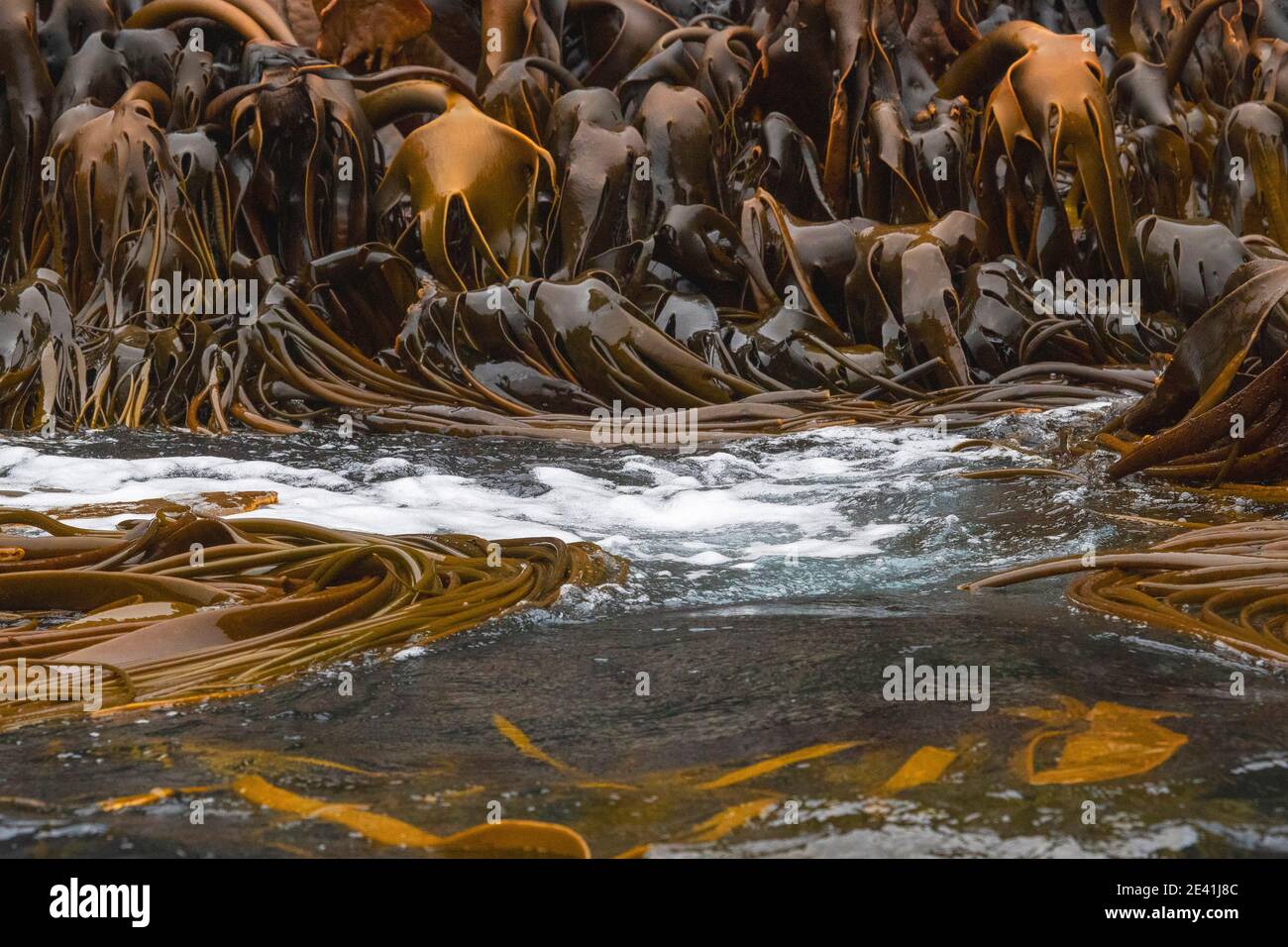 Kelp attaccato alla riva sulle Sarre, Nuova Zelanda, le Sarre Foto Stock