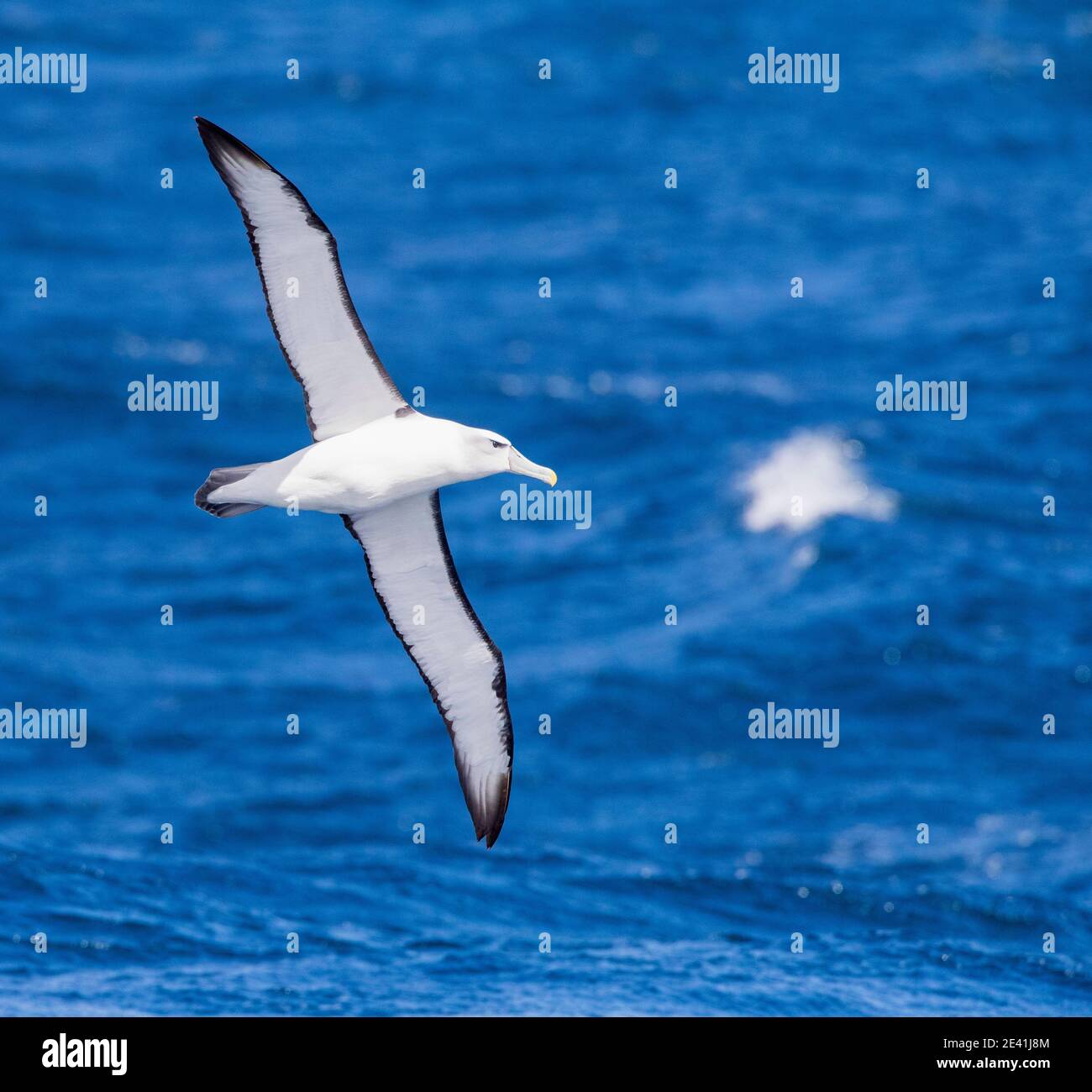 Albatross con tetto bianco (Thalassarche Steadi, Thalassarche cauta Steadi), adulto in volo sull'oceano, Nuova Zelanda, isole di Auckland Foto Stock