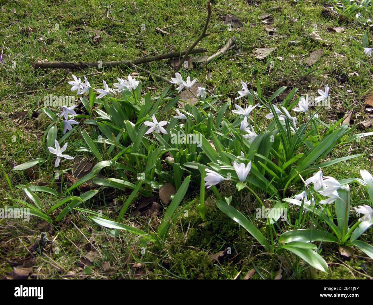 scilla precoce, squill bianco (Scilla mischtschenkoana, Scilla tubergeniana), fioritura Foto Stock