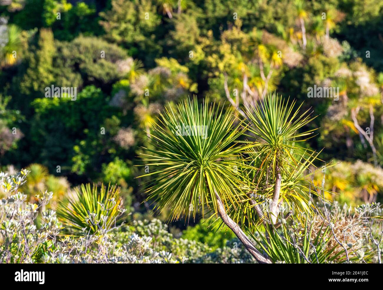 Palme native come l'albero sull'isola di Tiritiri Matangi, foresta rigenerata sullo sfondo., Nuova Zelanda, Isola del Nord, Isola di Tiritiri Matangi Foto Stock