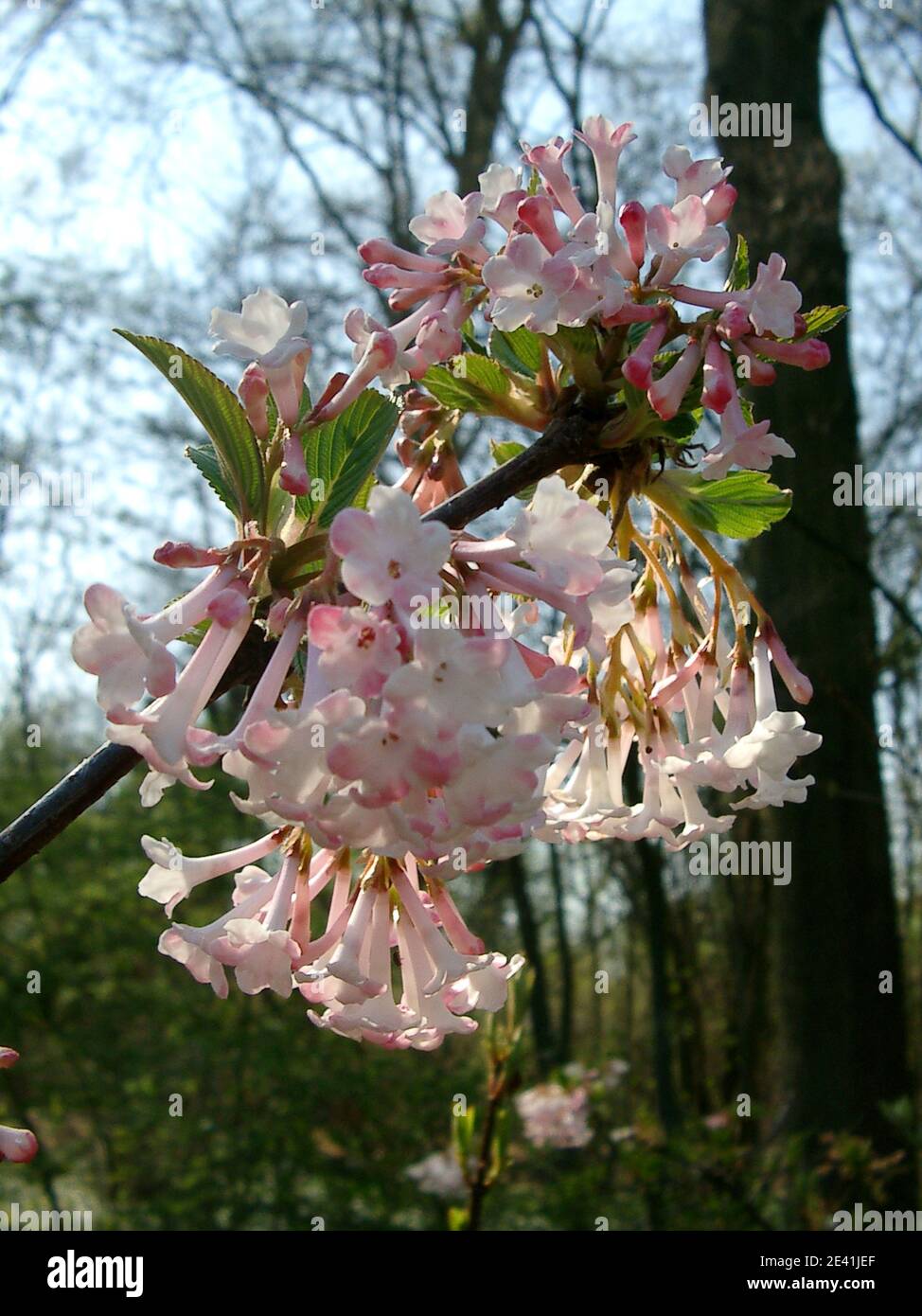 Winter Viburnum (Viburnum bodnantense 'deben', Viburnum bodnantense Deben, Viburnum x bodnantense), cultivar Deben Foto Stock