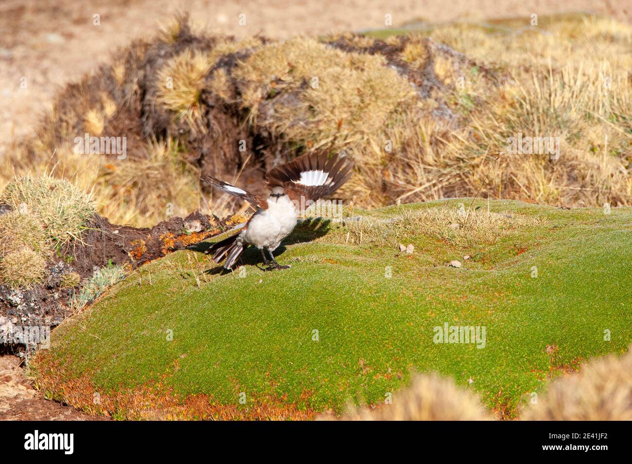 Cinclodi dal colore bianco (Cinclodes palliatus), che mostrano un maschio in piedi su una pianta a cuscino in una palude alta Andes, Perù, Ande, Marcapomacocha Foto Stock