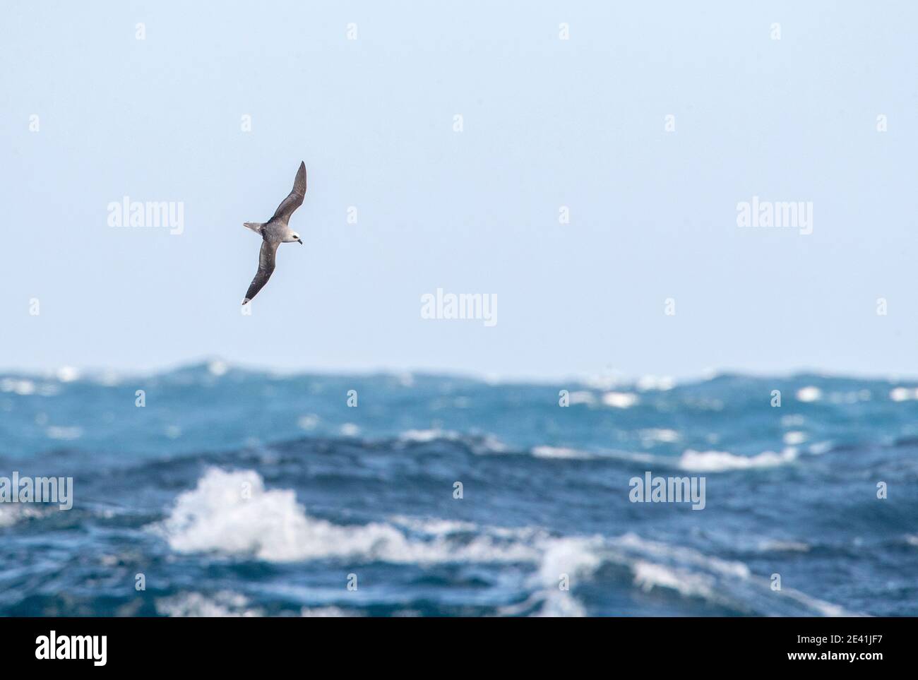 Petrel a testa bianca (Pterodroma lessonii), che sorvola l'oceano pacifico meridionale, la Nuova Zelanda, le isole di Auckland Foto Stock