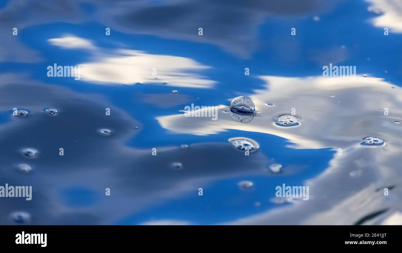 Vela a vento, vela piccola (Velella velella), navigazione sul mare, Azzorre, Isola di Pico Foto Stock