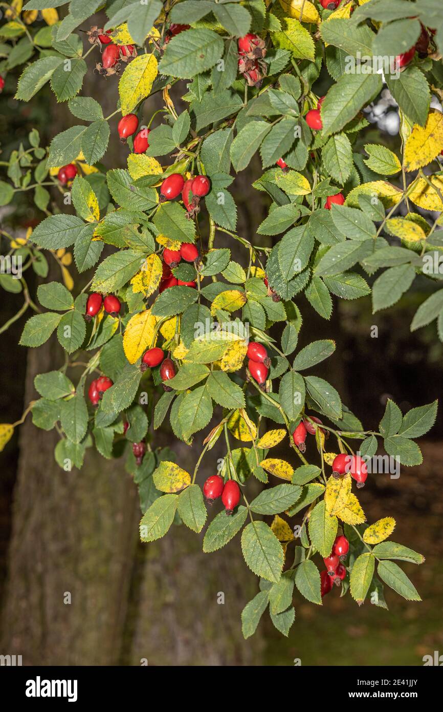 Rosa cane (Rosa canina), frutta matura, rosa fianchi, Germania, Baviera Foto Stock