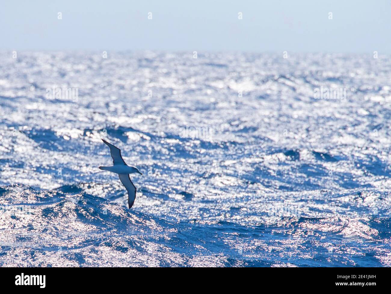 Albatross con tetto bianco (Thalassarche Steadi, Thalassarche cauta Steadi), adulto in volo sopra l'oceano scintillante, la Nuova Zelanda, le isole di Auckland Foto Stock
