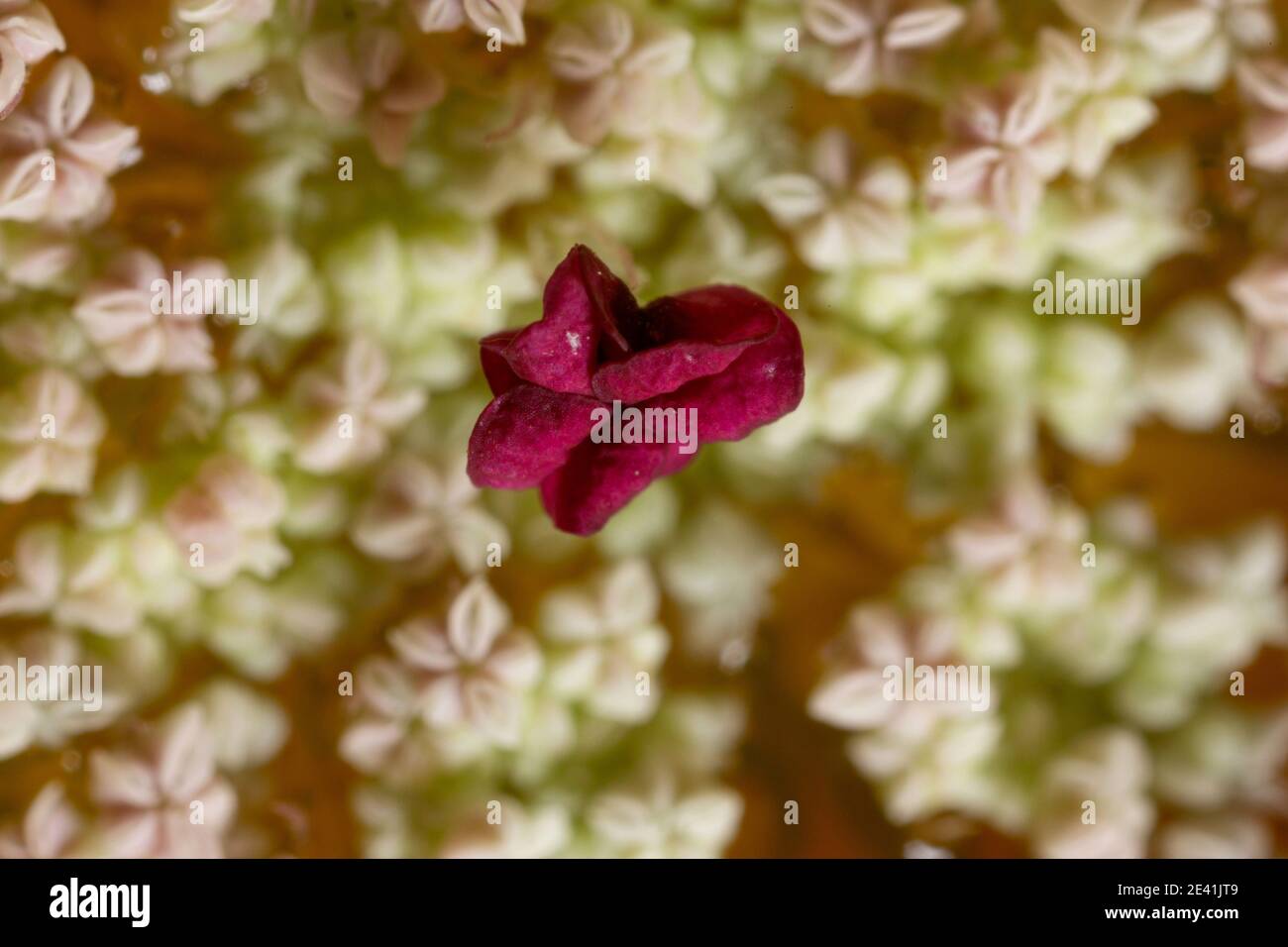 Pizzo della regina Anna, carota selvatica (Daucus carota), fiore scuro infertile nel mezzo del fiore umbell, Germania Foto Stock