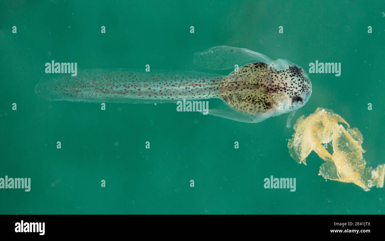 Panda cory (Corydoras panda), larva con resti della membrana embrionale Foto Stock