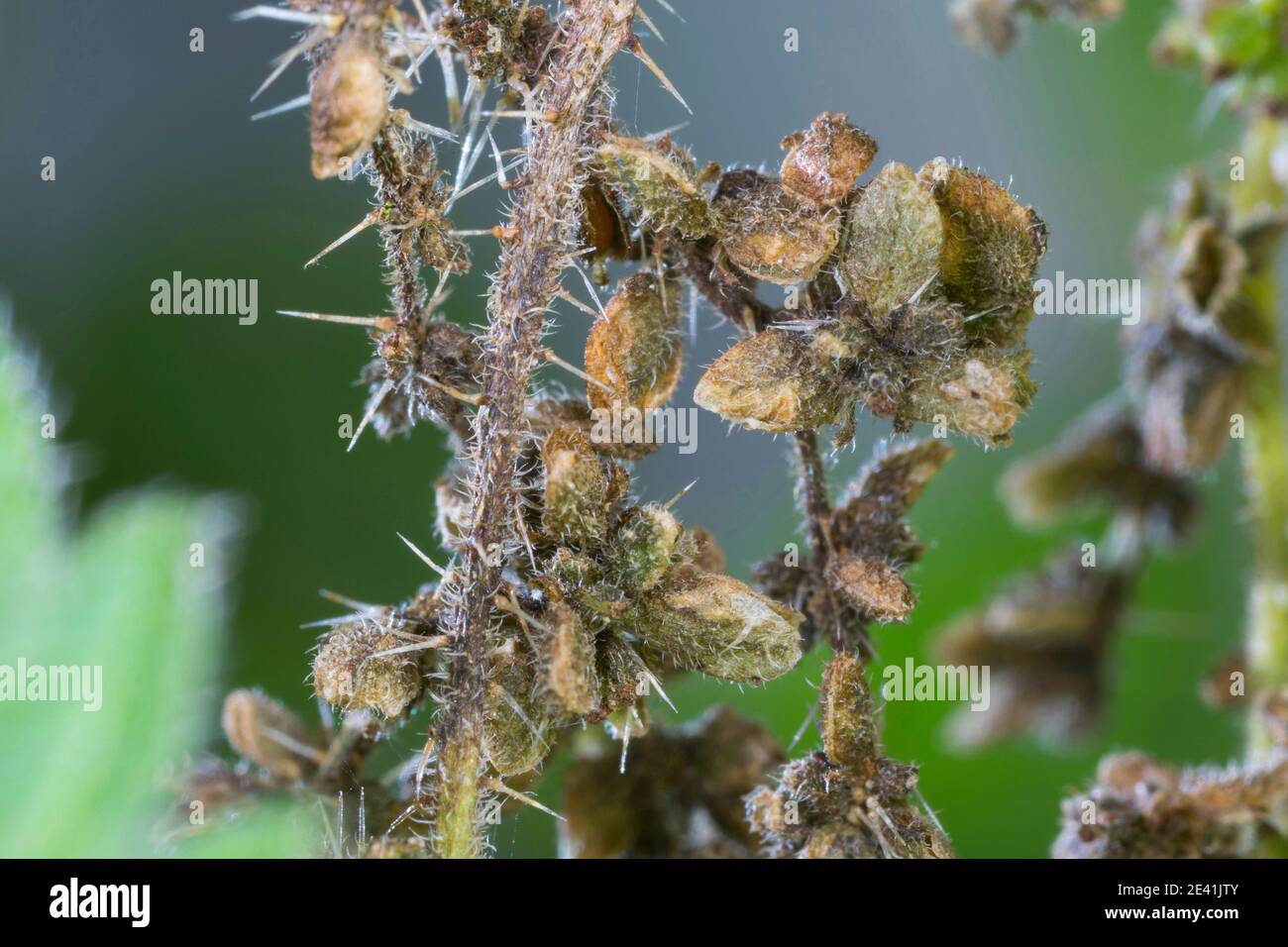 Ortica (Urtica dioica), pianta femminile con frutta, Germania Foto Stock