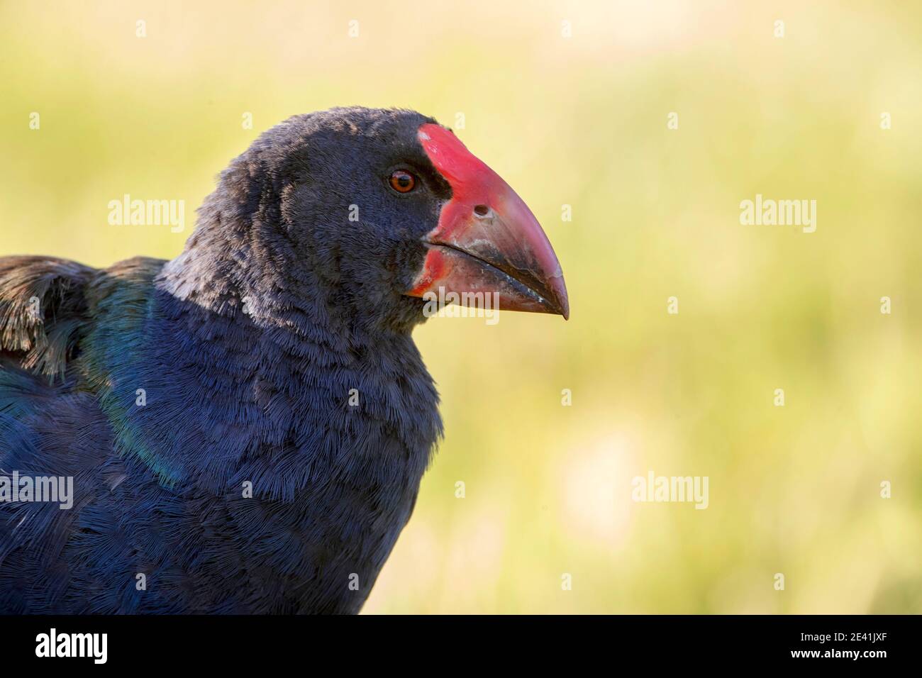 Takahe dell'Isola del Sud, notornis, takahe (porphyrio hochstetteri), in un prato, ritratto, Nuova Zelanda, Isola del Nord, Parco Regionale di Tawharanui Foto Stock