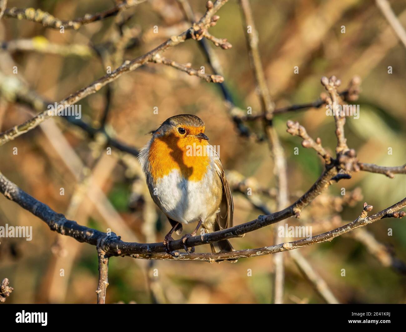 Un ladrone (Erithacus rubecula) nella riserva naturale di Beddington Farmlands a Sutton, Londra. Foto Stock