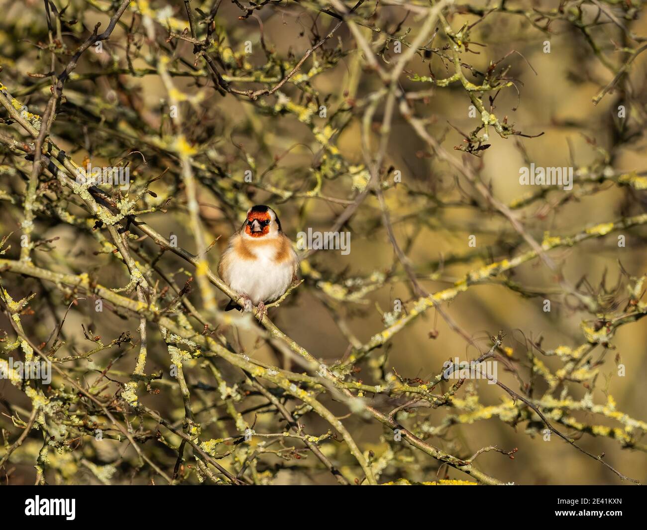 Un goldfinch (Carduelis carduelis) nella riserva naturale di Beddington Farmlands a Sutton, Londra. Foto Stock