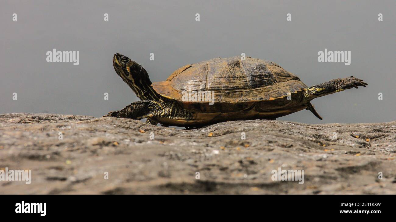 cursore rosso-arato crogiolarsi al sole su una roccia con un piede in su Foto Stock