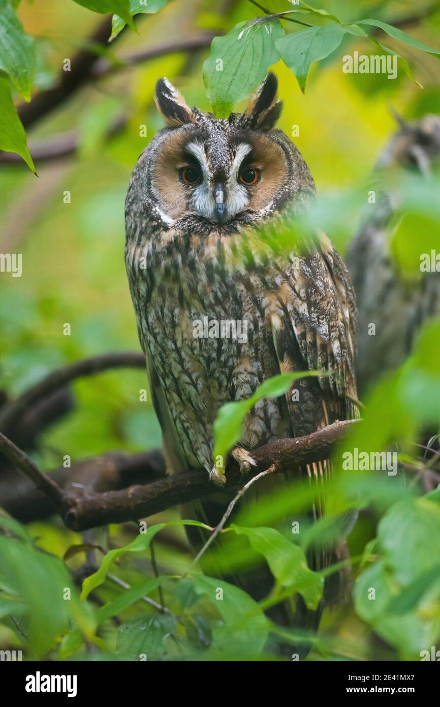 Gufo comune (Asio otus / Strix otus) arroccato nella struttura ad albero nella foresta Foto Stock
