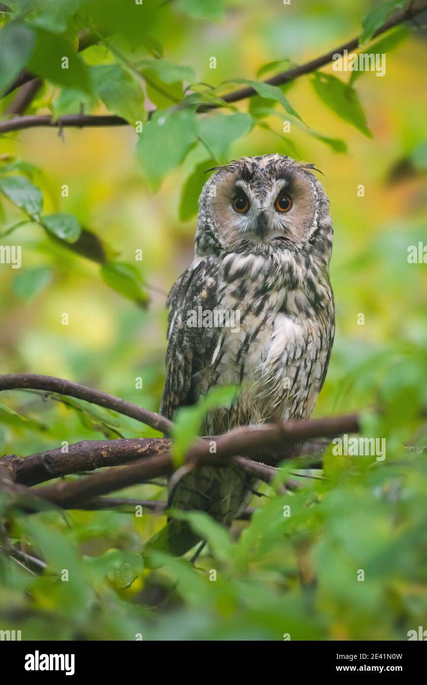 Gufo comune (Asio otus / Strix otus) arroccato nella struttura ad albero nella foresta Foto Stock