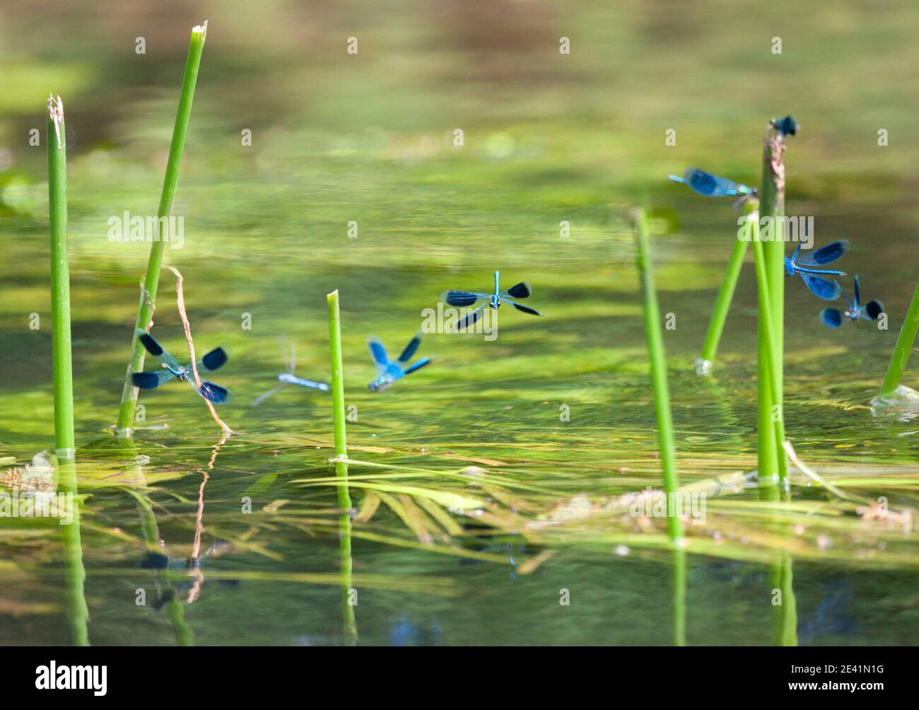 Demoiselle Calopteryx splendens maschi in volo sparring sul Fiume Lea in Essex Regno Unito Foto Stock