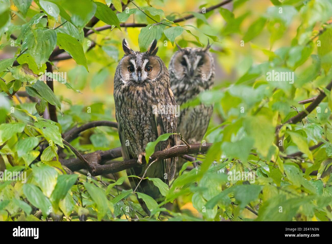Due gufi a long-eared (Asio otus / Strix otus) arroccato su un albero nella foresta Foto Stock