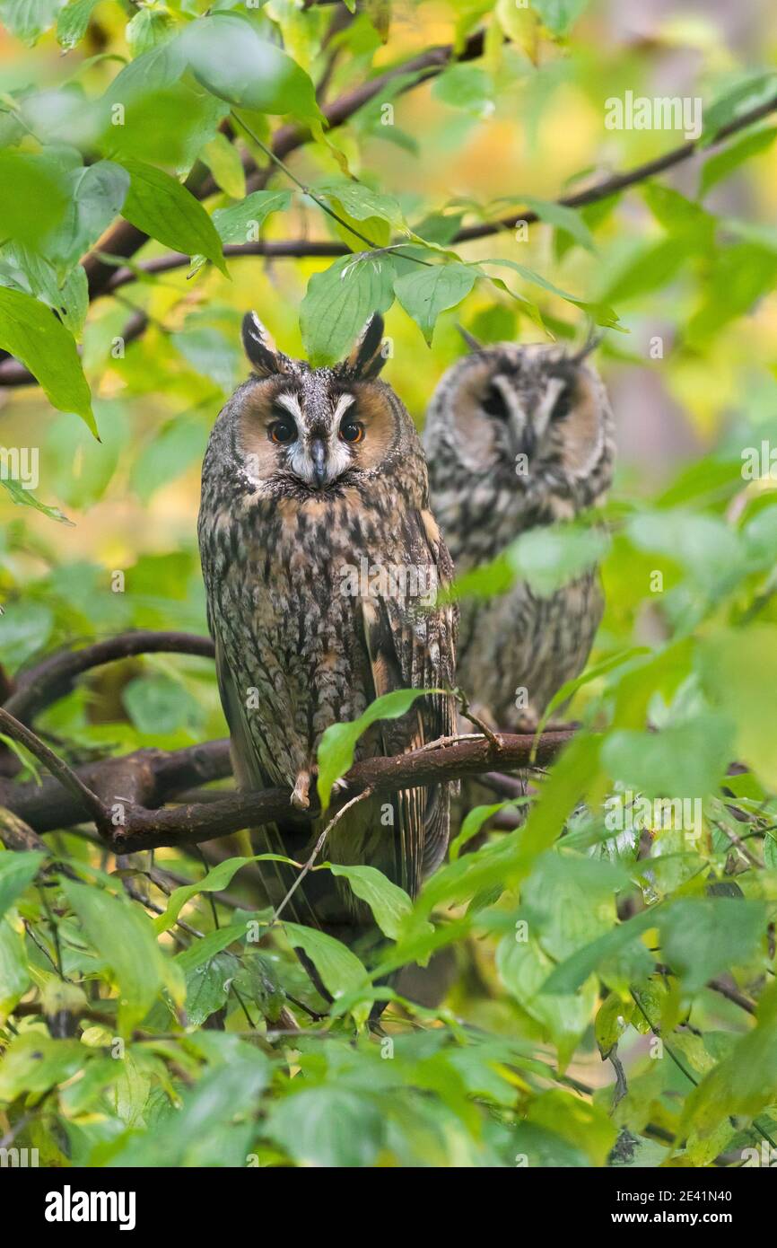 Due gufi a long-eared (Asio otus / Strix otus) arroccato su un albero nella foresta Foto Stock
