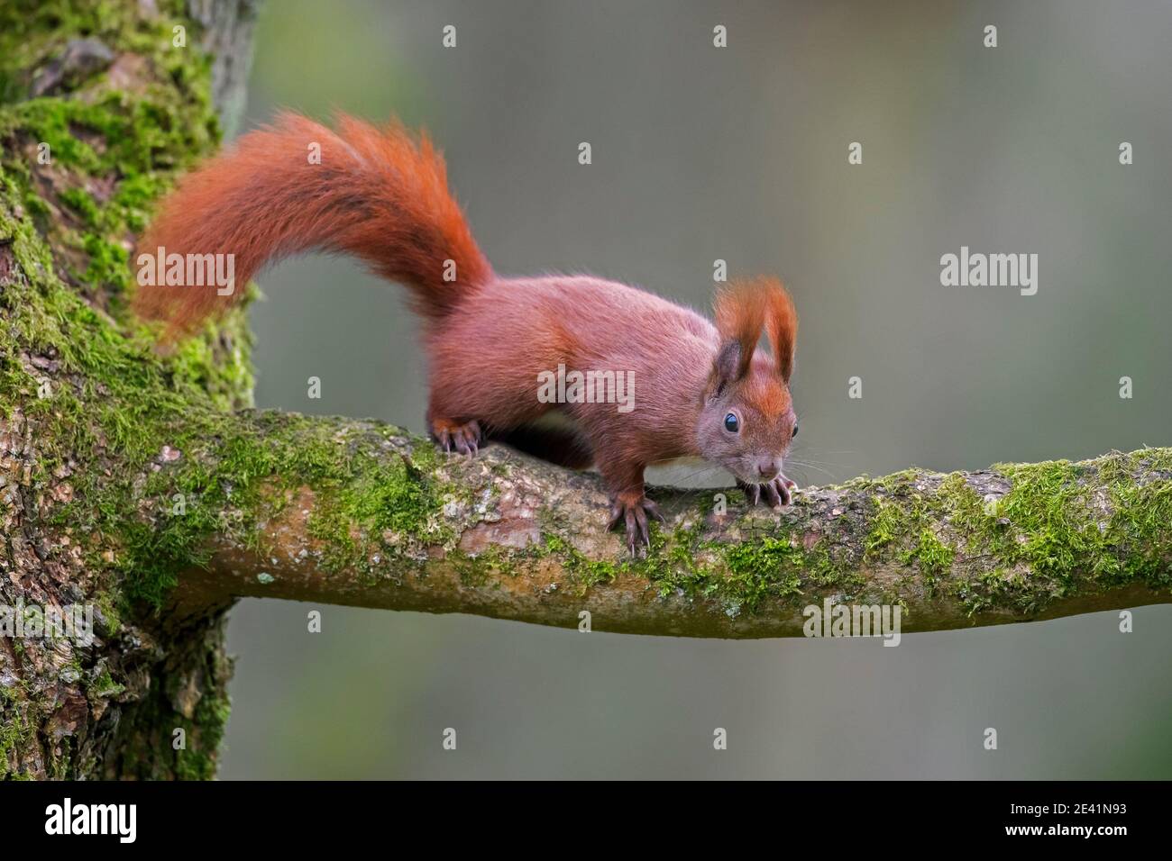 Carino scoiattolo rosso eurasiatico (Sciurus vulgaris) camminando sopra il ramo dell'albero nella foresta Foto Stock
