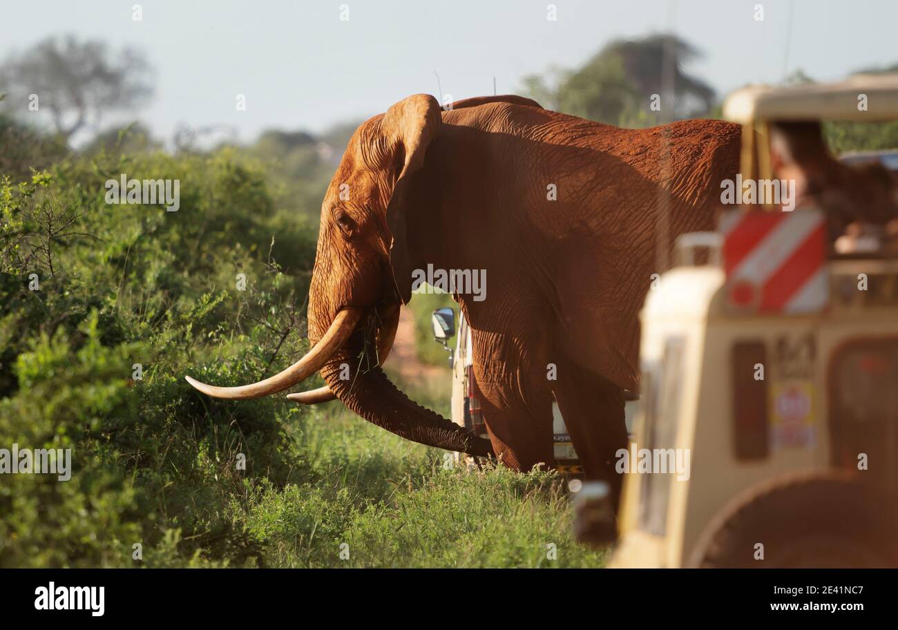 Uno dei pochi elefanti africani tusker rimasti nel mondo affollato da veicoli safari nel Parco Nazionale di Tsavo nel Kenya meridionale Foto Stock