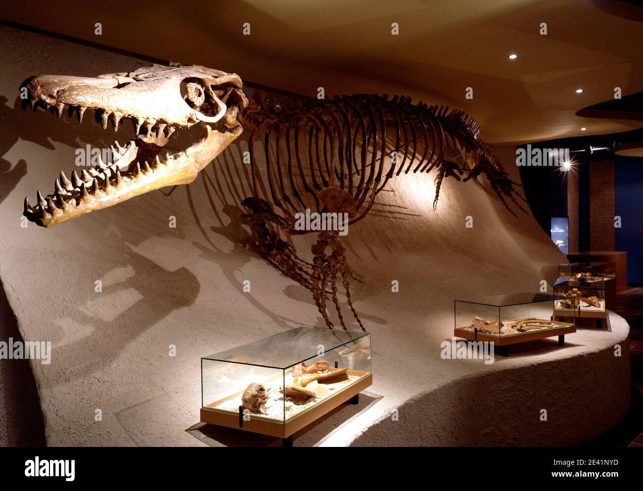 Skelett eines Dinosaurier (Mosasaurus) Foto Stock