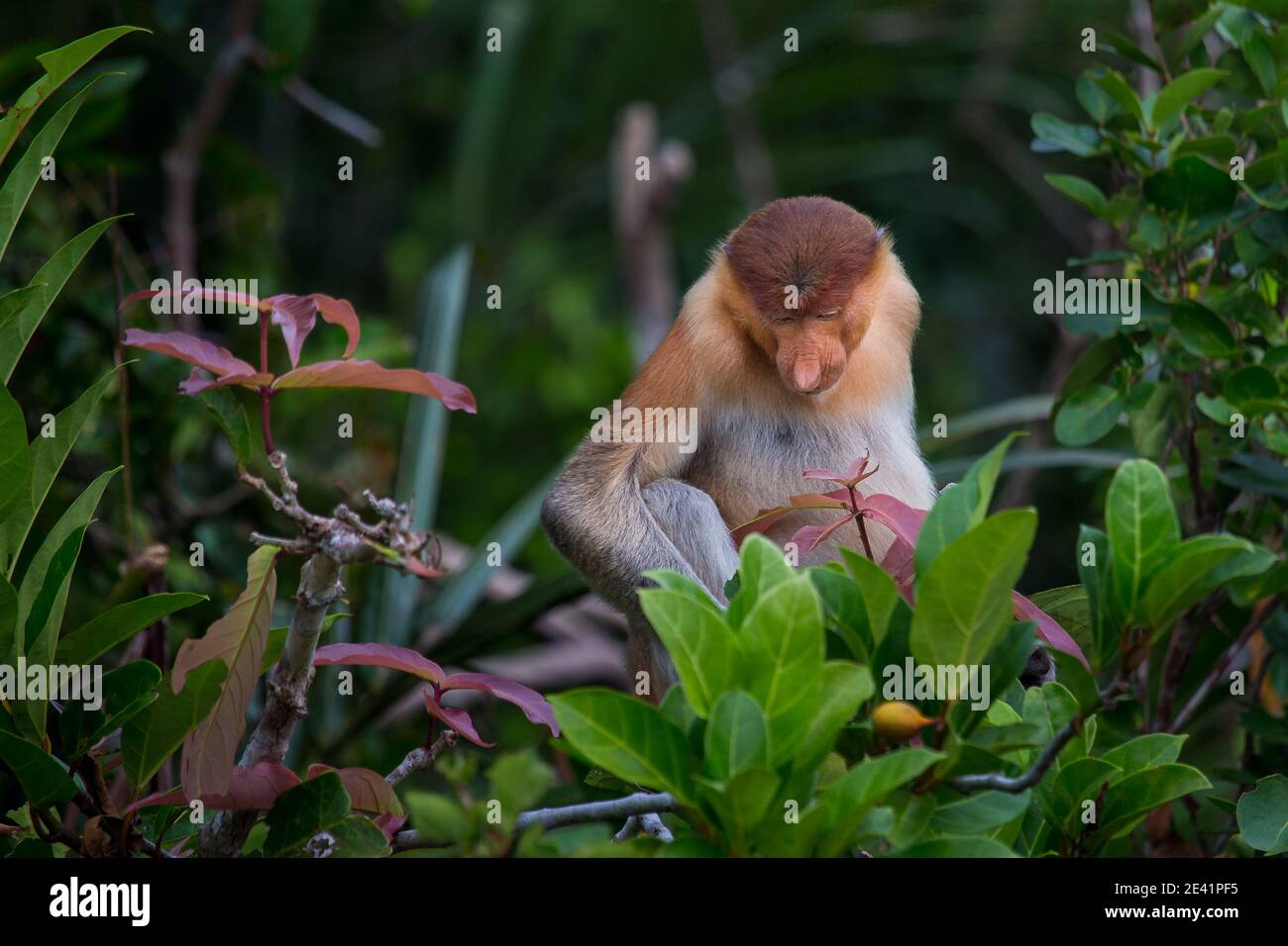 Scimmia Probiscus nella foresta del Borneo Foto Stock