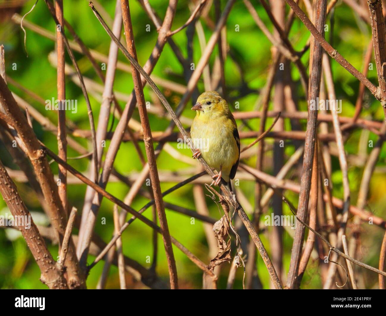 Finch on a Branch: Un ramo americano di goldfinch nel pennello su una mattina di inizio estate all'alba Foto Stock