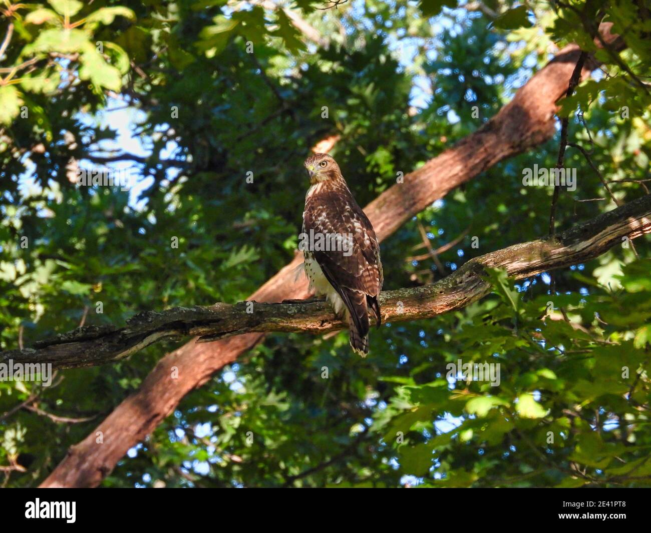 Falco dalla coda rossa: Un uccello di preda dalla coda rossa arroccato su un ramo di albero che guarda sopra le sue spalle nel mezzo di una foresta in una soleggiata caccia estiva Foto Stock