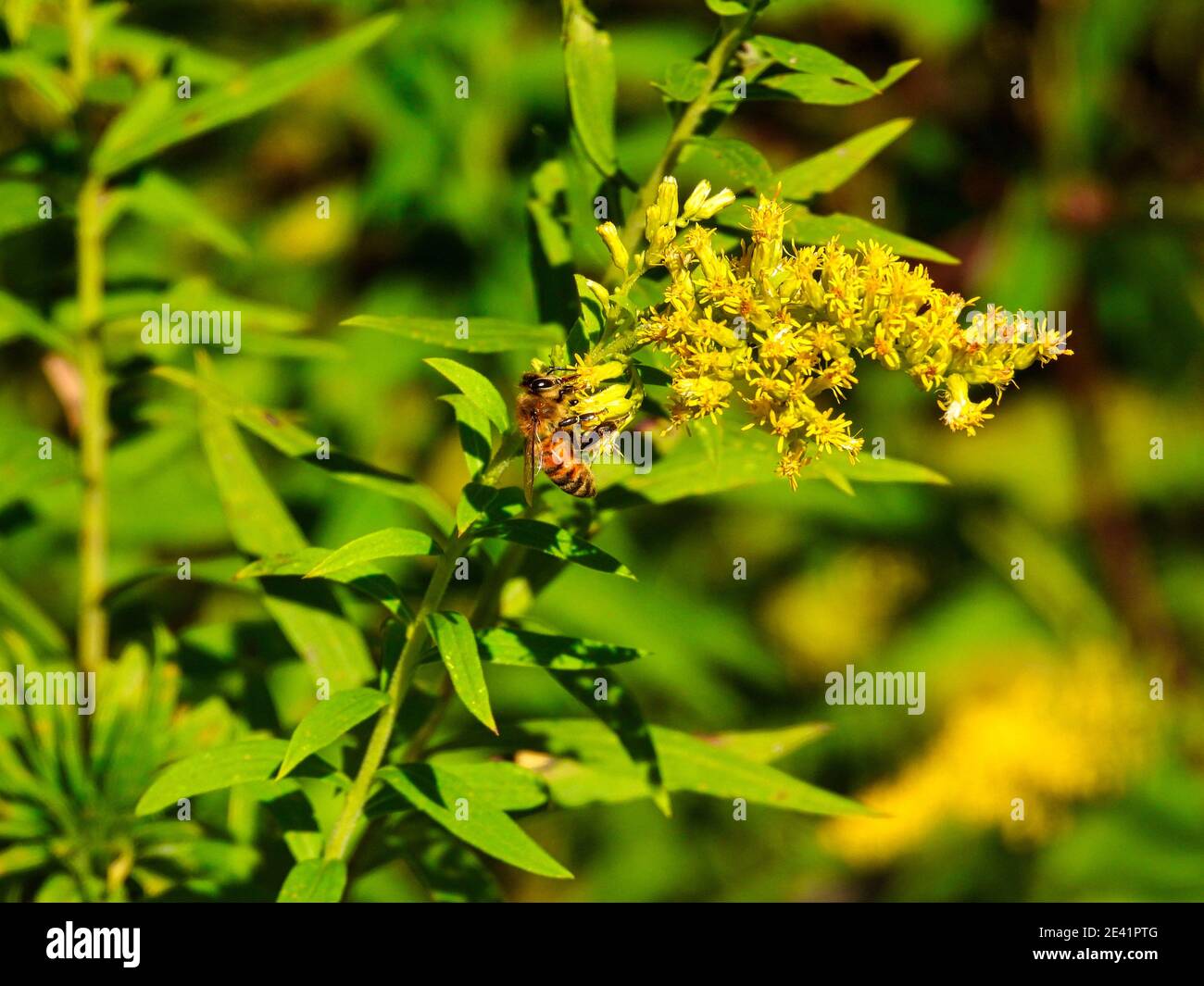 Ape on a Flower: Un'ape bumble si siede su un fiore selvatico giallo di goldenrod in un giorno estivo soleggiato mentre il fiore siede in un campo di prato Foto Stock