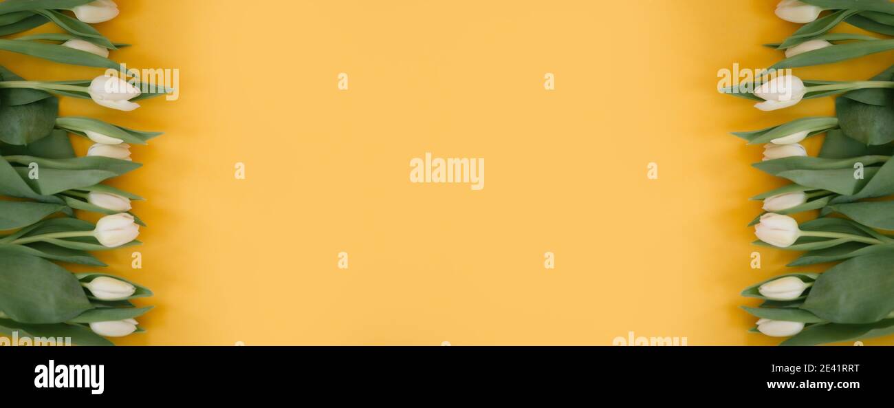 Banner per un giorno della donna, 8 marzo o giorno di San Valentino. Tulipani su sfondo giallo. Vista dall'alto. Primo piano. Spazio di copia per il testo. Il concetto di hol Foto Stock