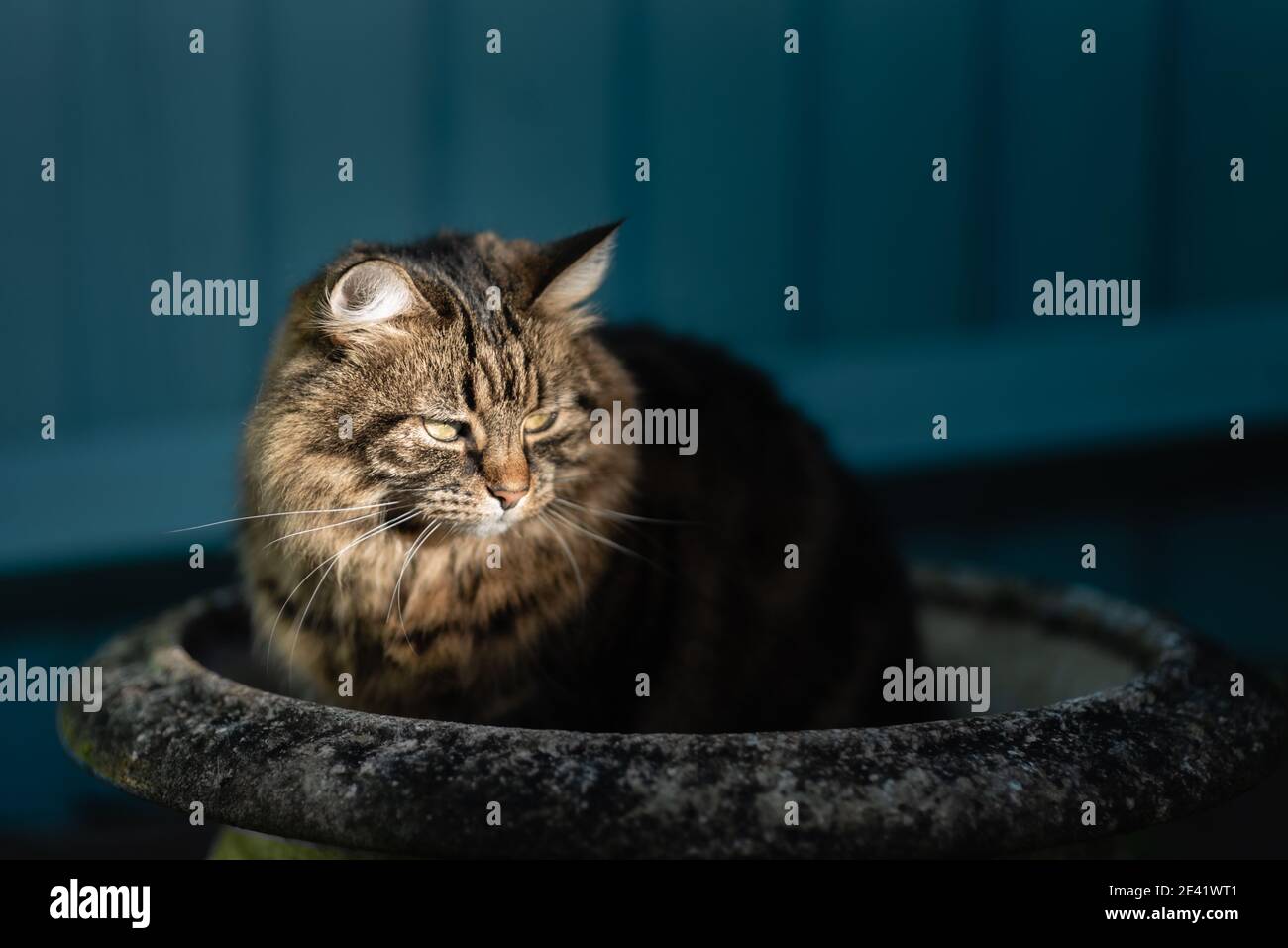 Gatto tabby in piantatrice da giardino. Gennaio 2021 Foto Stock