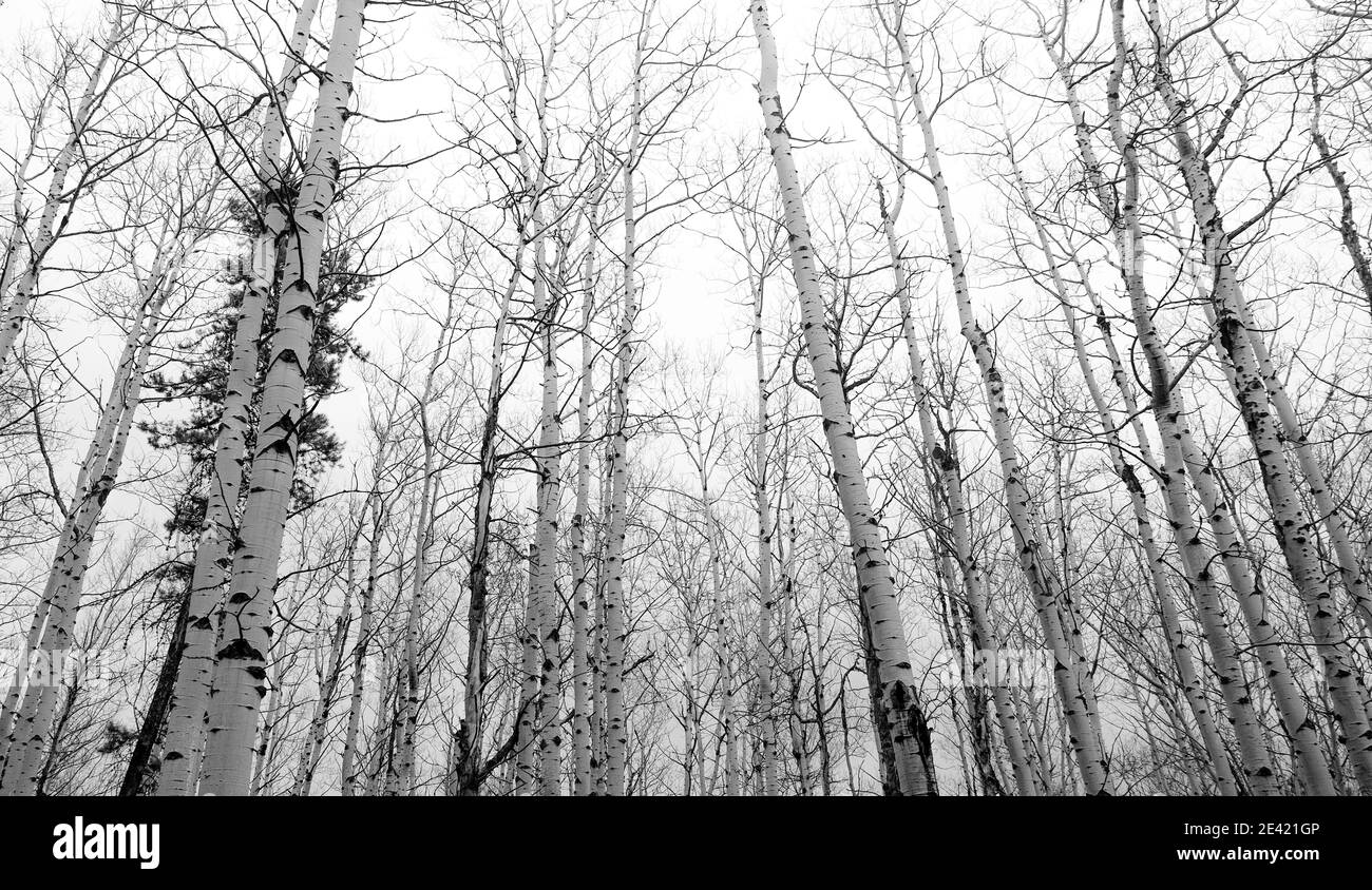 Foresta di latifoglie del Nord - Alberta sud-orientale, Canada Foto Stock