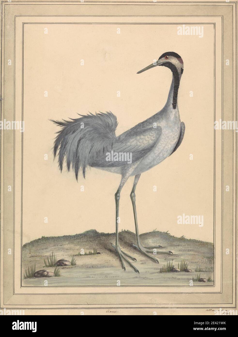 William Hayes, attivo 1775â 1794, British, A Crane, 1791. Acquerello, gouache, penna e inchiostro nero, e grafite su carta di wove di spessore moderato, leggermente testurizzata, crema. Uccello Foto Stock William Hayes, attivo 1775â 1794, British, A Crane, 1791. Acquerello, gouache, penna e inchiostro nero, e grafite su carta di wove di spessore moderato, leggermente testurizzata, crema. Uccello Foto Stock