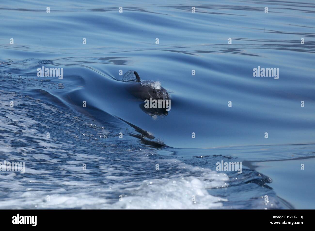 Il delfino dello Spinner che nuota sulla superficie dell'acqua nel Dolce del Golfo Foto Stock