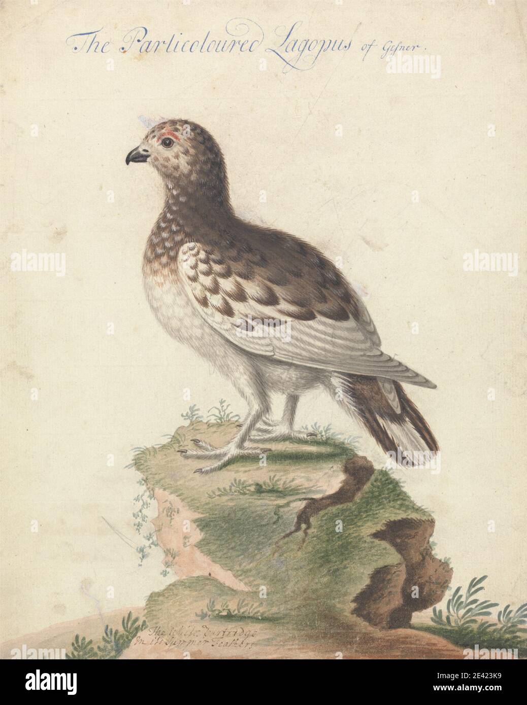 George Edwards, 1694â–1773, British, Ptarmigan, ca. 1738. Acquerello e gouache su carta leggermente spessa, leggermente testurizzata, panna defilata. Arte animale , uccello , piume , pernice Foto Stock George Edwards, 1694â–1773, British, Ptarmigan, ca. 1738. Acquerello e gouache su carta leggermente spessa, leggermente testurizzata, panna defilata. Arte animale , uccello , piume , pernice Foto Stock