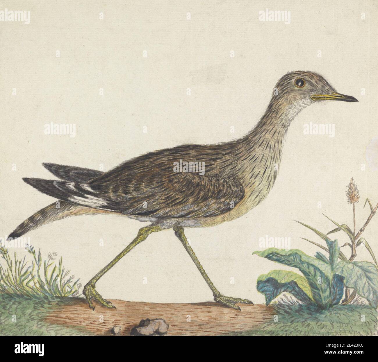 George Edwards, 1694â–1773, British, A Stone Curlew, ca. 1790. Acquerello, penna, inchiostro nero, inchiostro marrone, e grafite su carta leggermente spessa, moderatamente testurizzata, crema posata. Arte animale , becco , uccello , riccio , piante , vegetazione Foto Stock George Edwards, 1694â–1773, British, A Stone Curlew, ca. 1790. Acquerello, penna, inchiostro nero, inchiostro marrone, e grafite su carta leggermente spessa, moderatamente testurizzata, crema posata. Arte animale , becco , uccello , riccio , piante , vegetazione Foto Stock