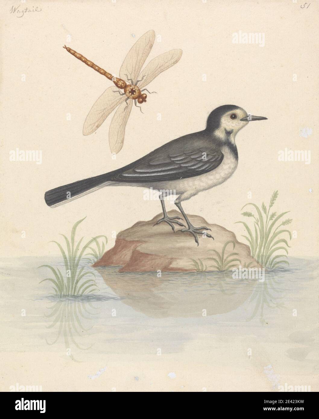 George Edwards, 1694â–1773, British, Pied Waggtail e Dragonfly, senza nome. Acquerello, gouache, e grafite su moderatamente spesso, leggermente testurizzato, crema posed paper. Arte animale , uccello , libellula , insetto Foto Stock George Edwards, 1694â–1773, British, Pied Waggtail e Dragonfly, senza nome. Acquerello, gouache, e grafite su moderatamente spesso, leggermente testurizzato, crema posed paper. Arte animale , uccello , libellula , insetto Foto Stock