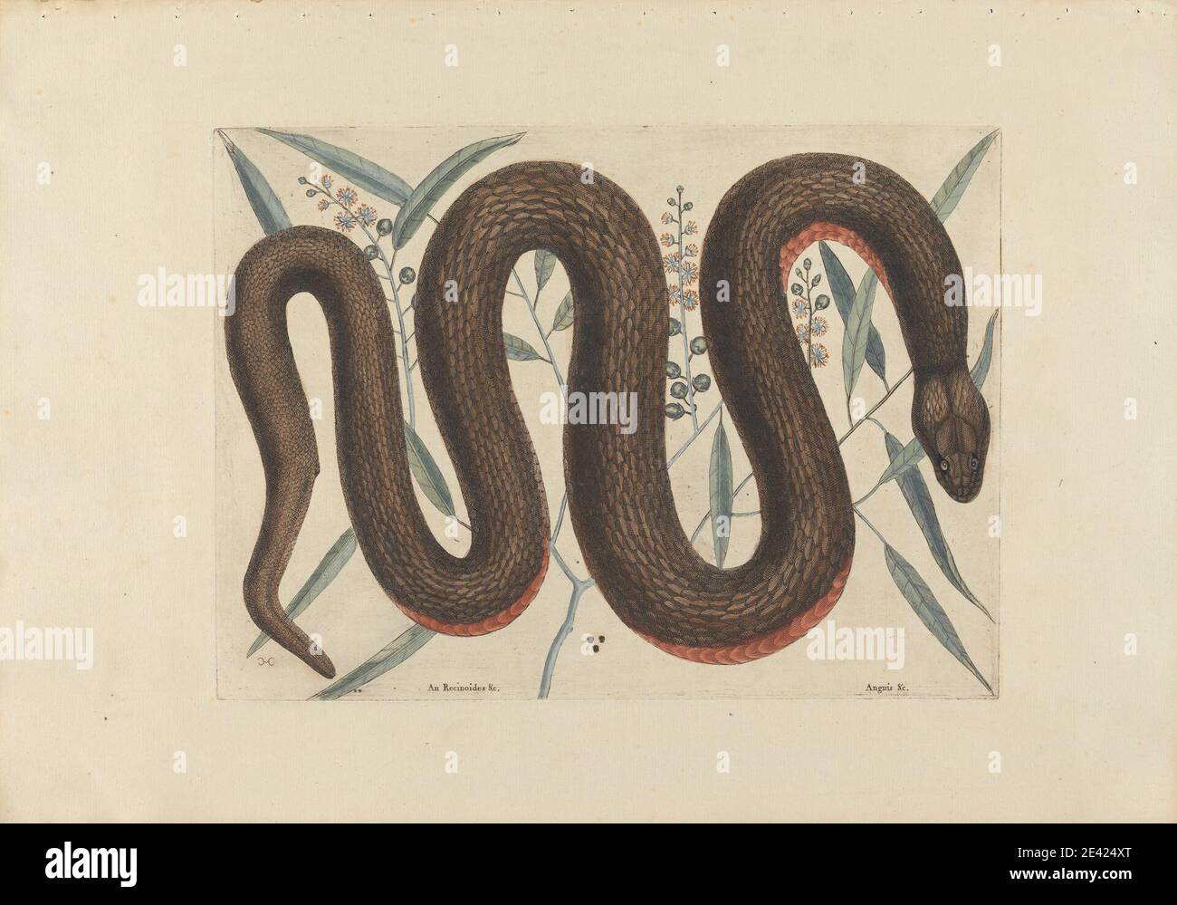 Stampa realizzata da workshop di Mark Catesby, 1682â–1749, British, an Reinoides &c., Anguis &c. (The Copper-Belly Snake), Plate 46 from the 'Natural History of Carolina, Florida and the Bahama Islands', volume i, seconda edizione, Londra, 1754, 1754. Incisione e incisione a filo con colorazione a mano in acquerello su carta media, leggermente testurizzata, crema. Arte animale, serpente Foto Stock