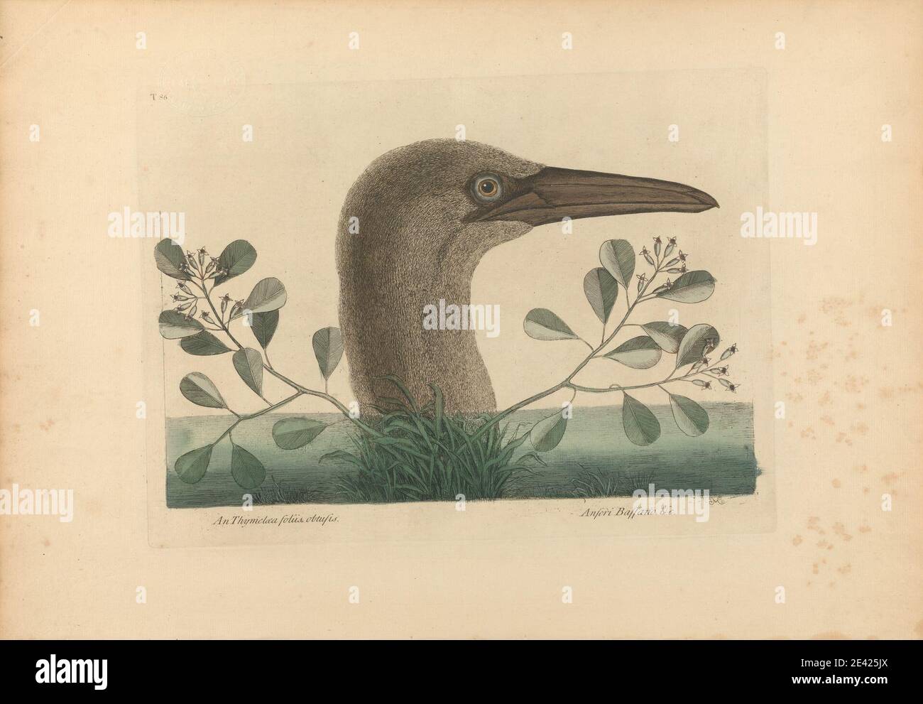 Stampa realizzata da Mark Catesby, 1682â–1749, British, an Thymelaea foliis obtusis; Anseri Bassano &c: The Great Booby, Plate 86 from the 'Natural History of Carolina, Florida and the Bahama Islands', volume i, 2a edizione, Londra 1754, 1754. Acquatinta incisione e incisione con originale colorazione a mano su carta media, moderatamente testurizzata, crema. Arte animale , uccello , piante Foto Stock